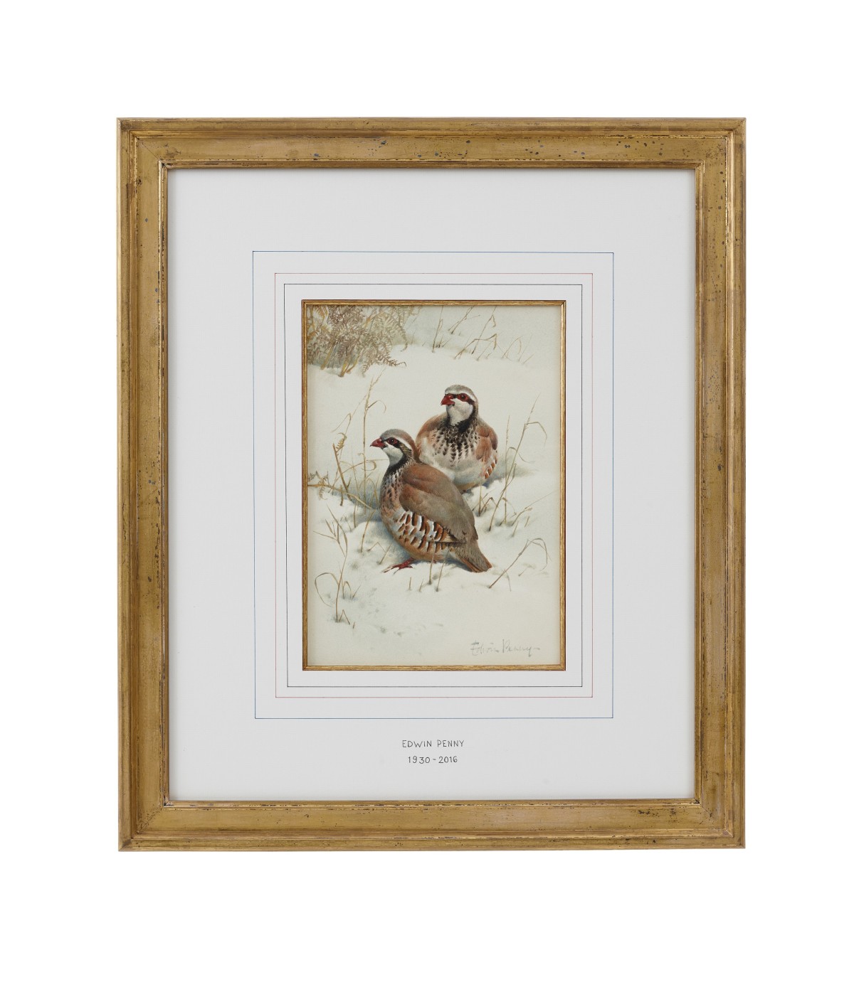 French Partridge in the Snow