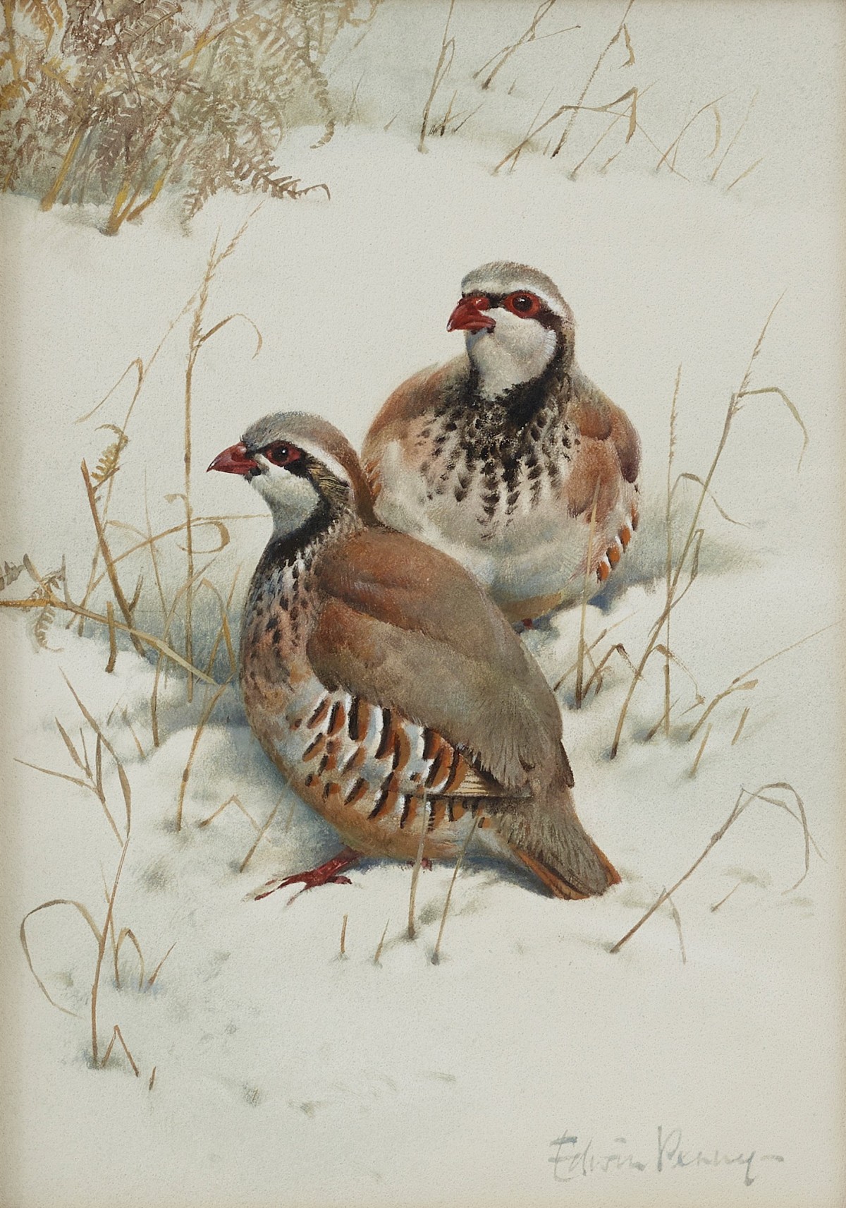 French Partridge in the Snow