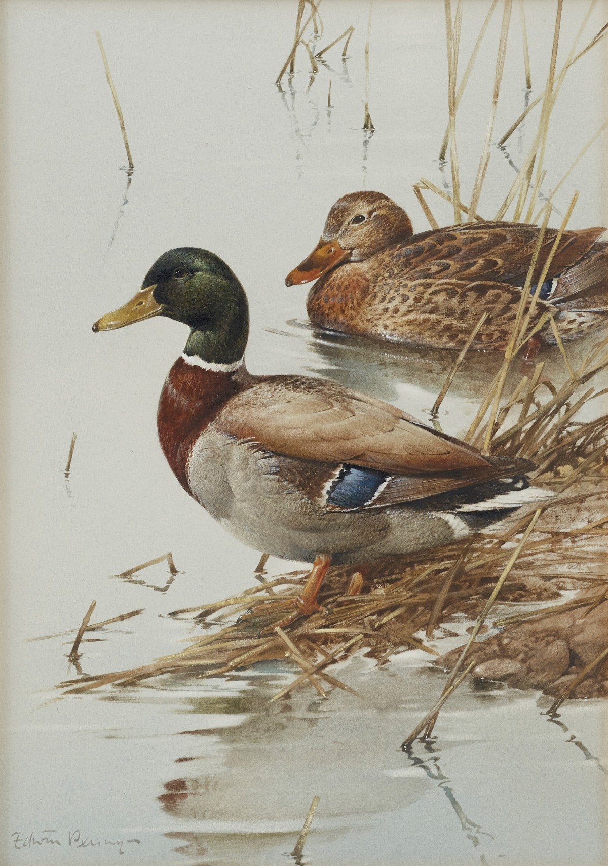 Mallards