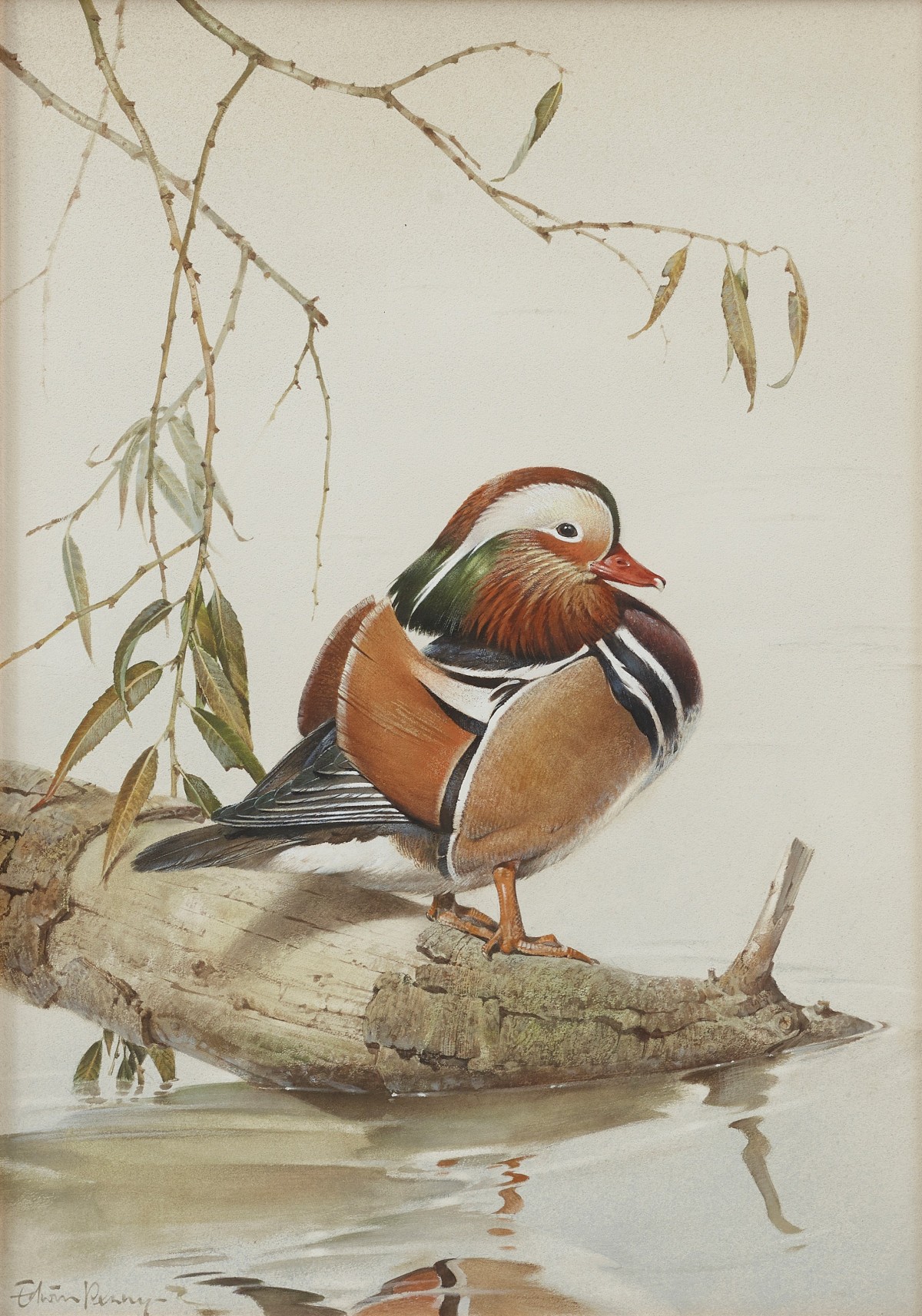 Mandarin Duck