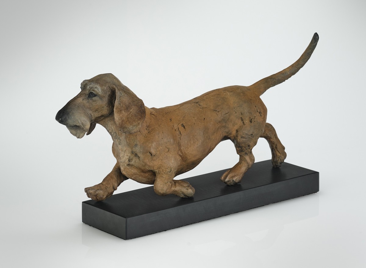 Dachshund