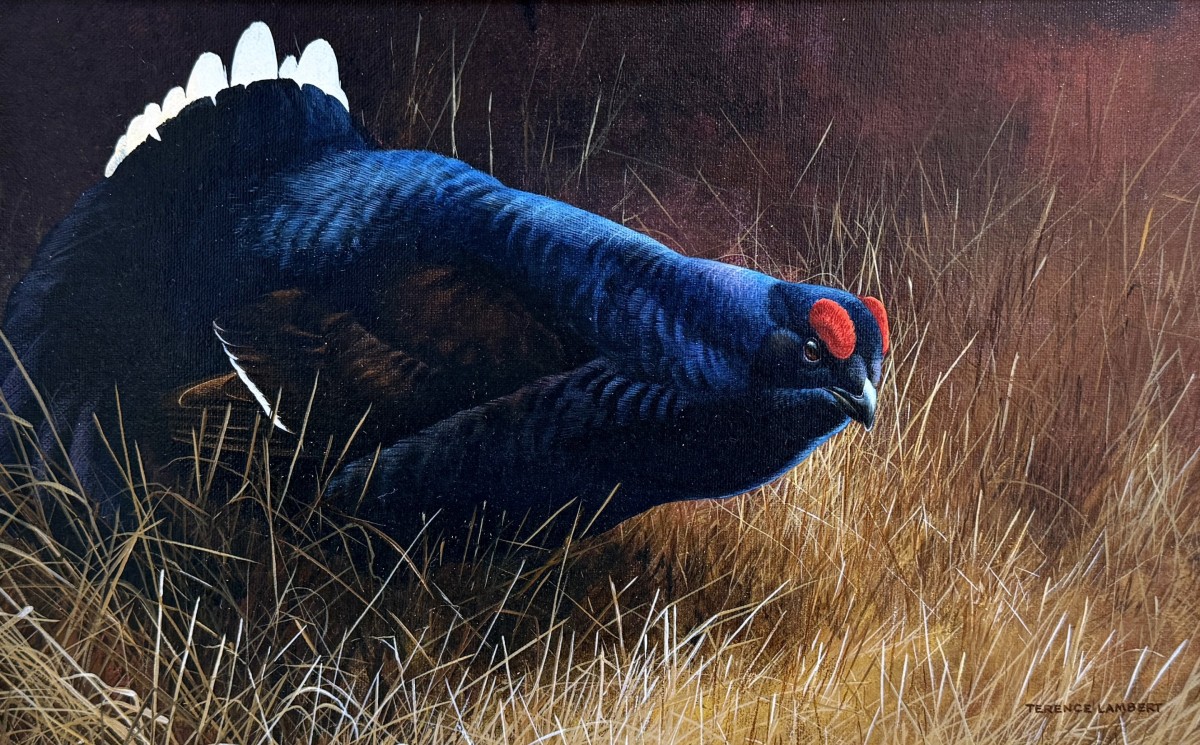 Black Grouse